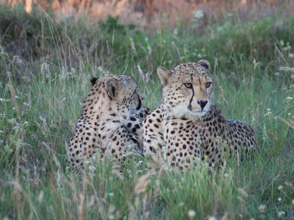 Pumba Msenge Bush Lodge - Wildlife